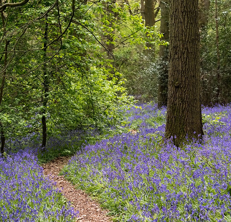 East Surrey